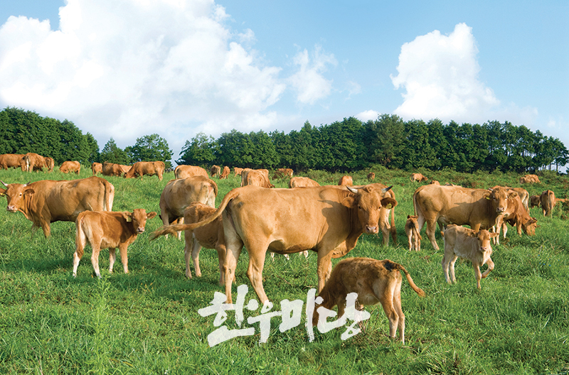 전국한우협회 - 홍보관 - 기획특집